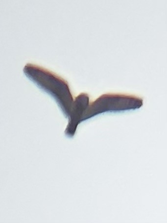 Short-eared Owl (Northern) - ML646945494