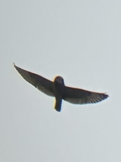 Short-eared Owl (Northern) - ML646945495