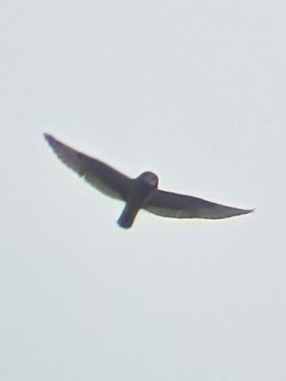 Short-eared Owl (Northern) - ML646945496