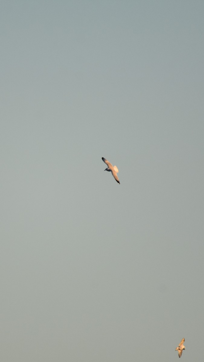 Ring-billed Gull - ML646945498