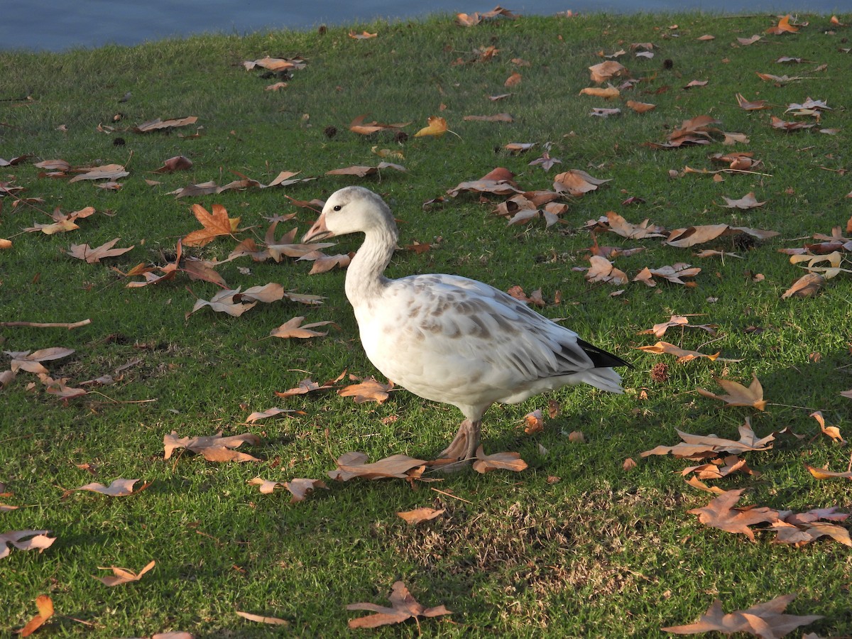 Snow Goose - ML646945500