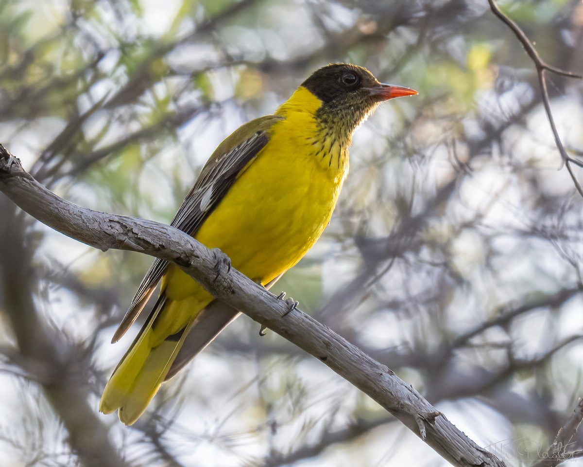 Loriot masqué - ML646945501