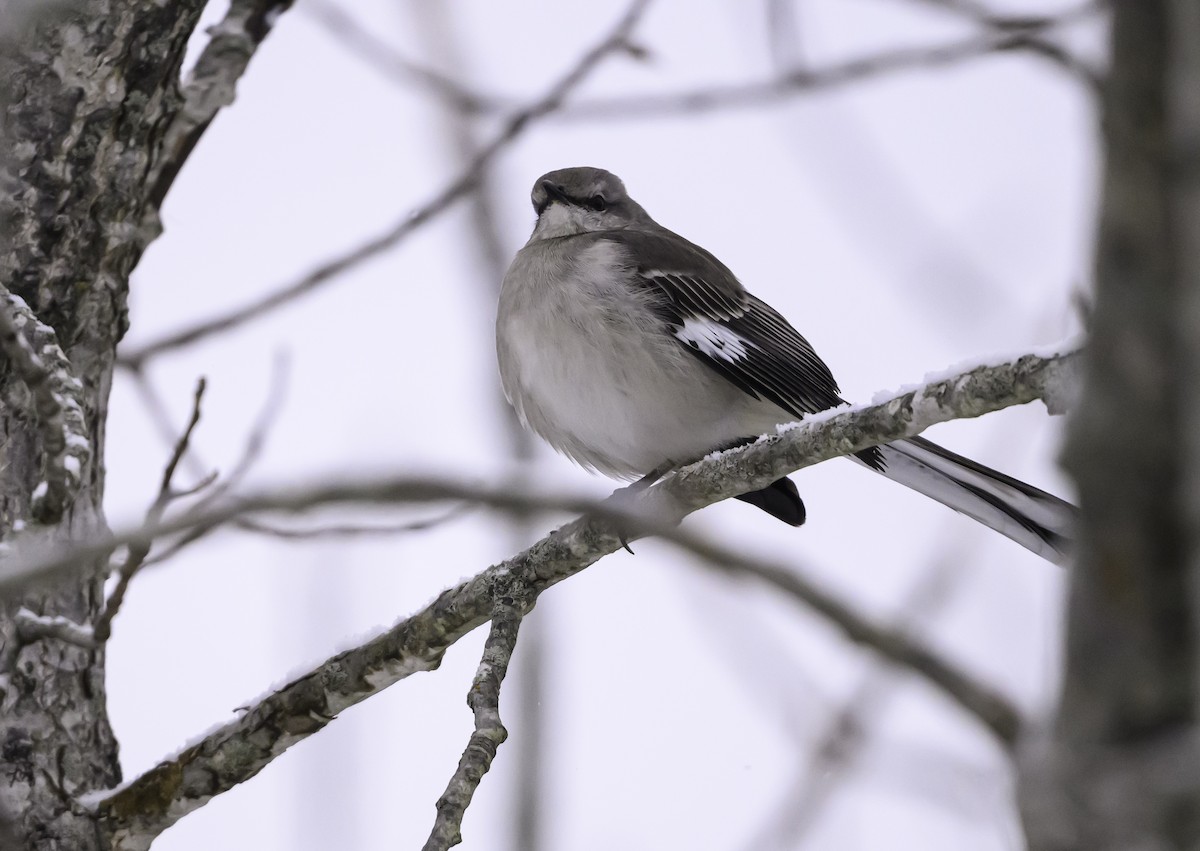 Northern Mockingbird - ML646945503