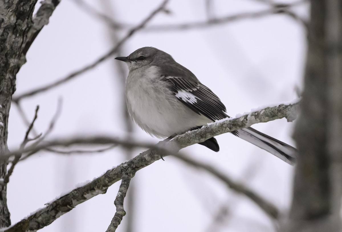 Northern Mockingbird - ML646945504