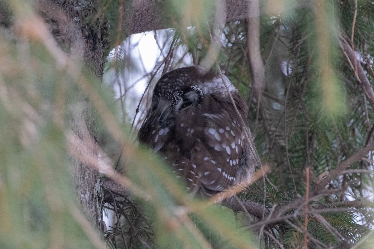 キンメフクロウ - ML646945505