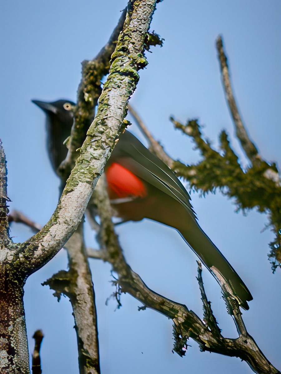 Red-bellied Grackle - ML646945506