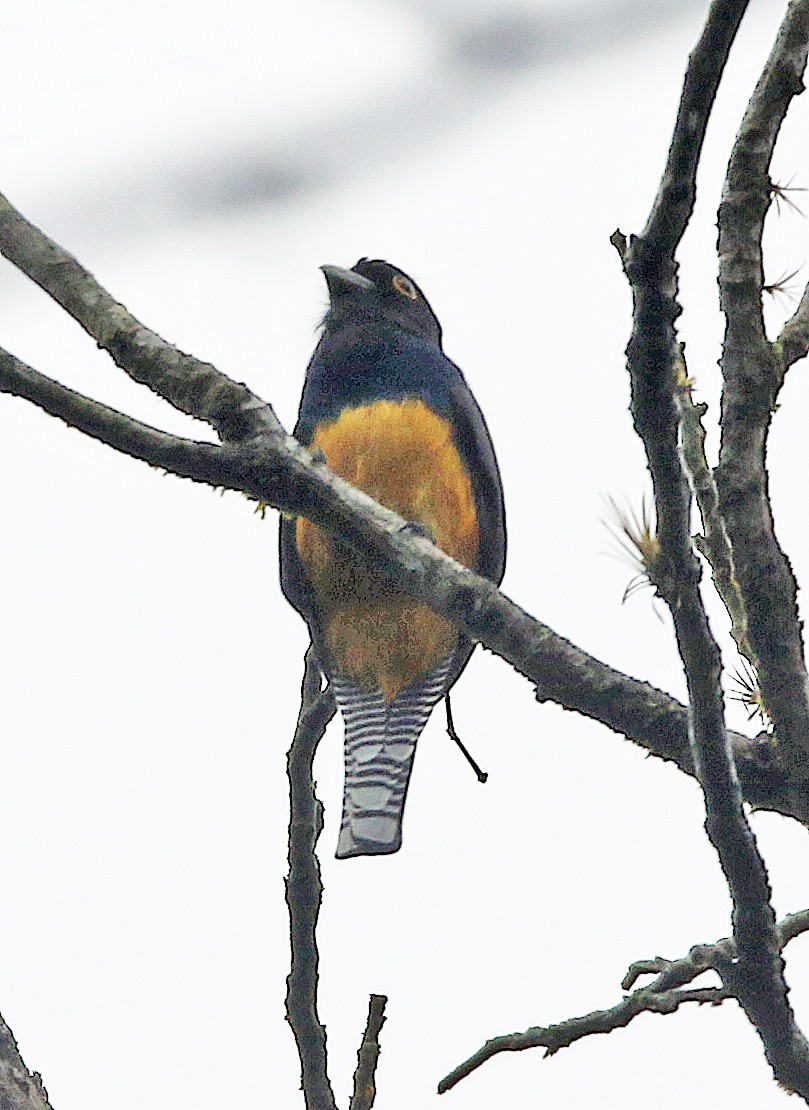 Veilchentrogon - ML646945507