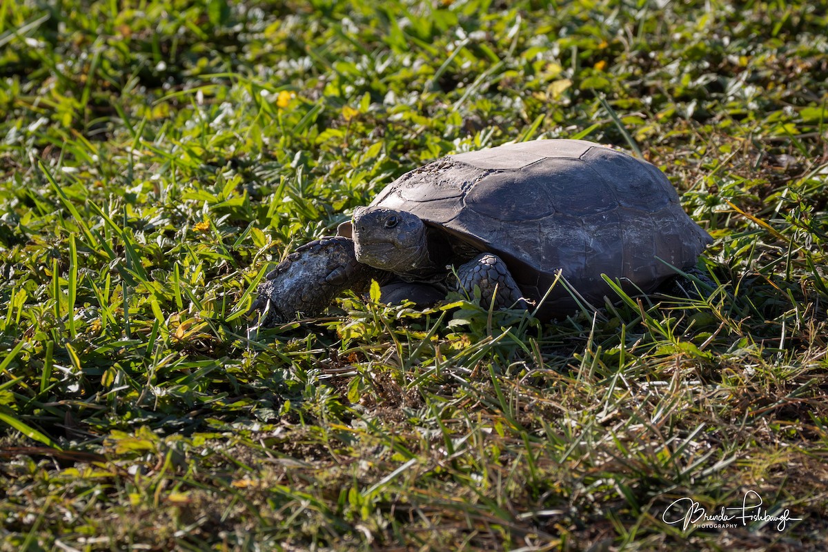 Животные - ML646945509