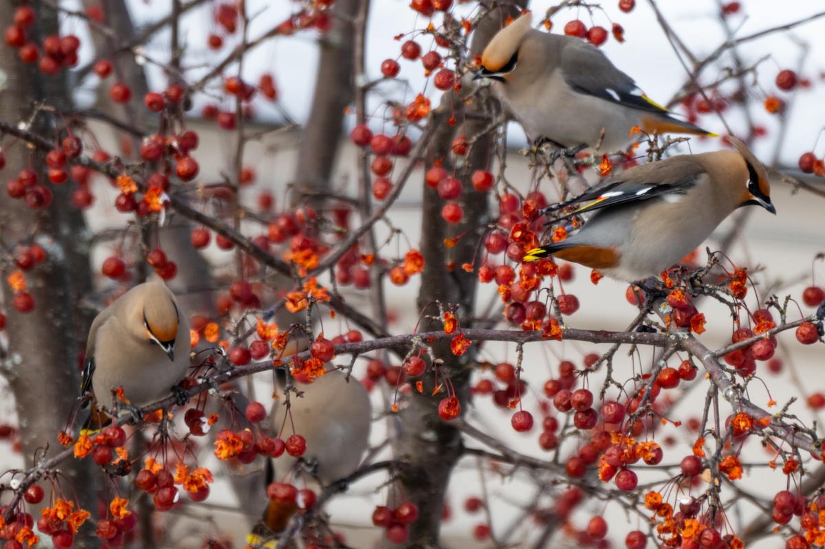 Buztanori boreala - ML646945510