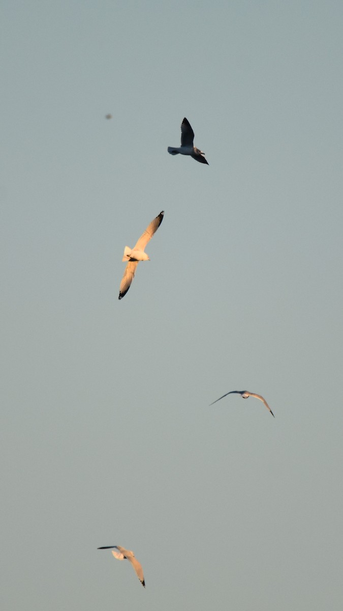 Ring-billed Gull - ML646945512