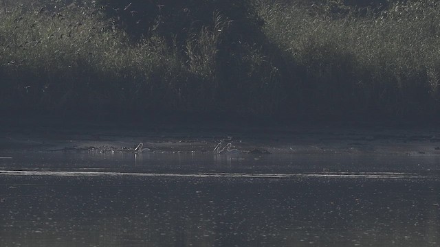 卷羽鵜鶘 - ML646945515