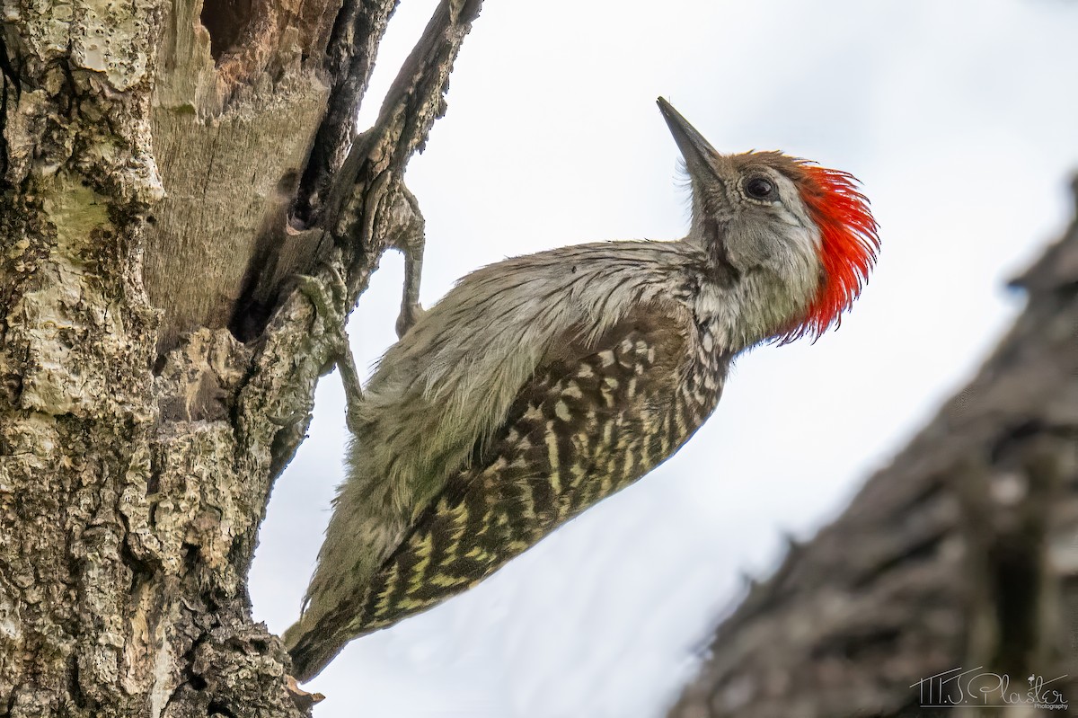 Pic cardinal - ML646945518