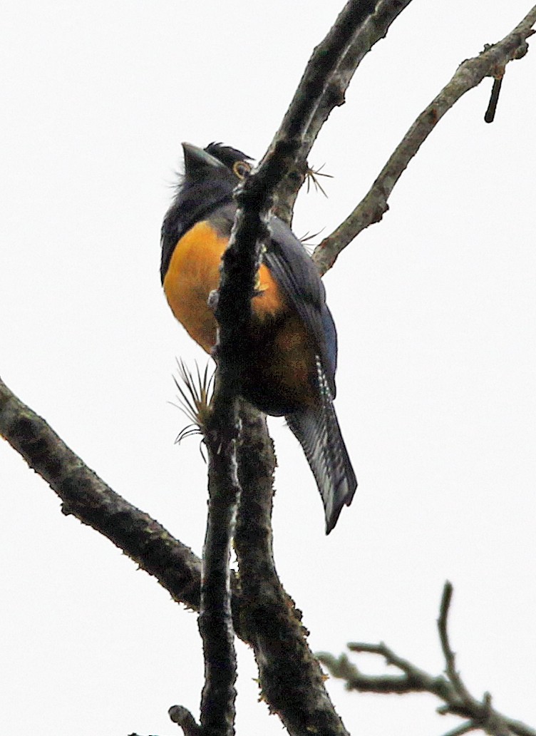 Veilchentrogon - ML646945522