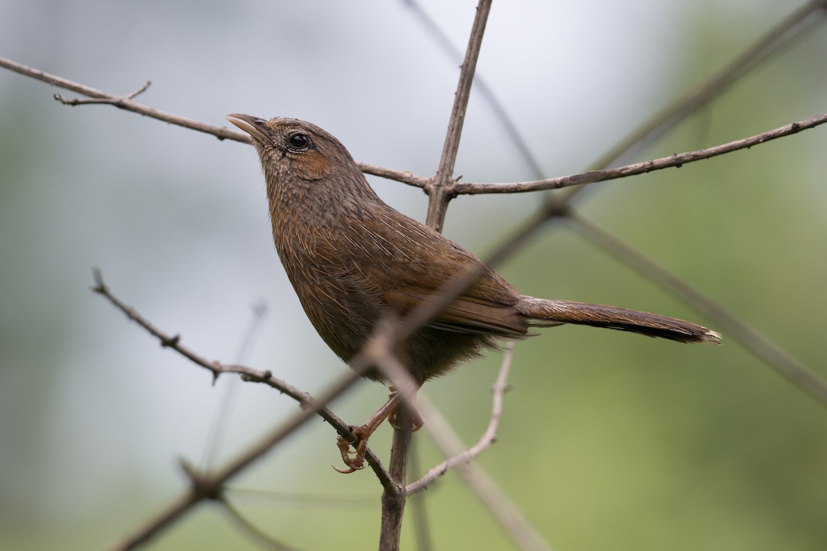 Streaked Laughingthrush - ML646945524