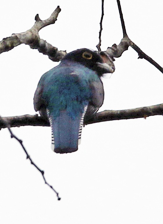 Veilchentrogon - ML646945525