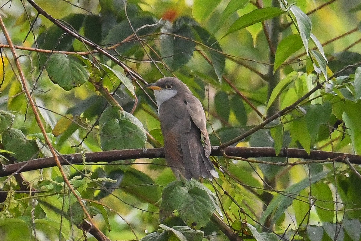 Желтоклювая пиайя - ML646945527