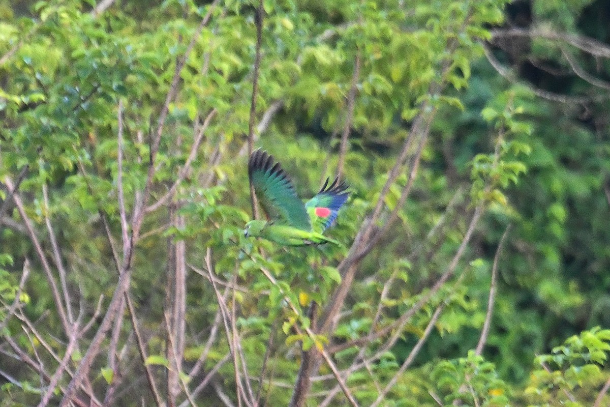 Желтошапочный амазон - ML646945530