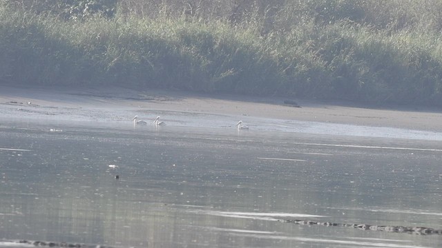 卷羽鵜鶘 - ML646945531