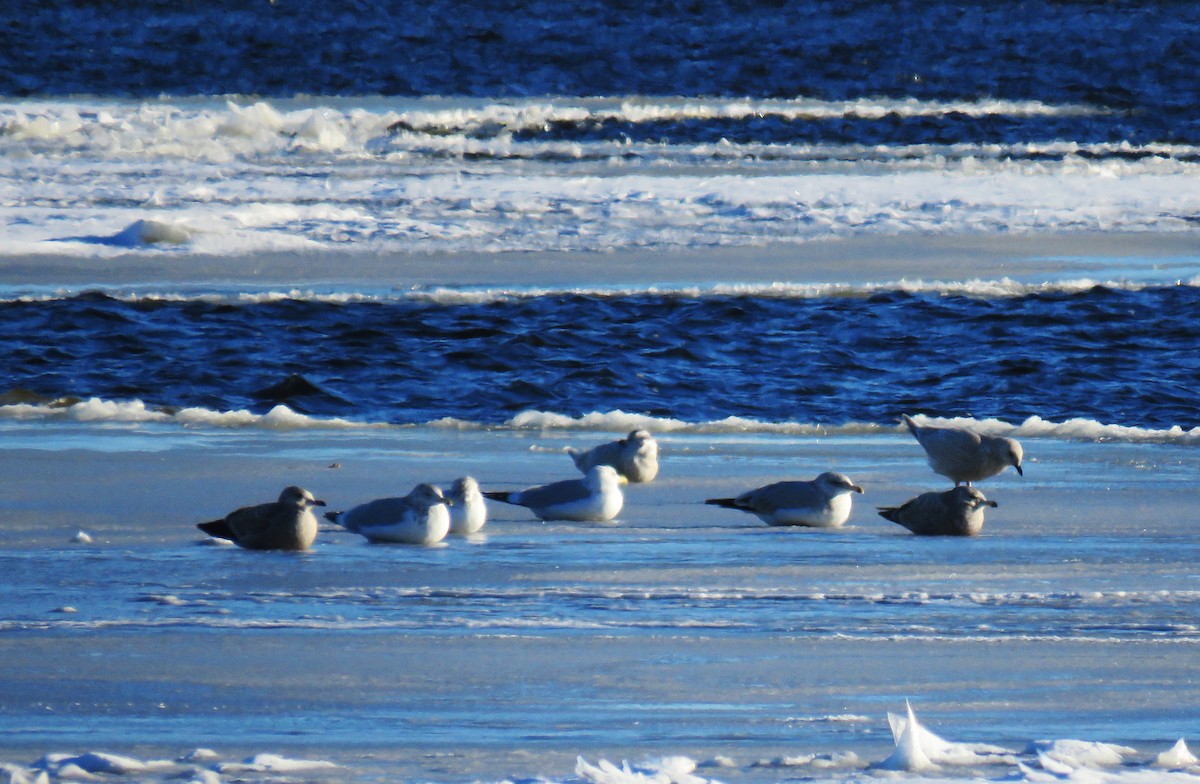 Iceland Gull - ML646945534