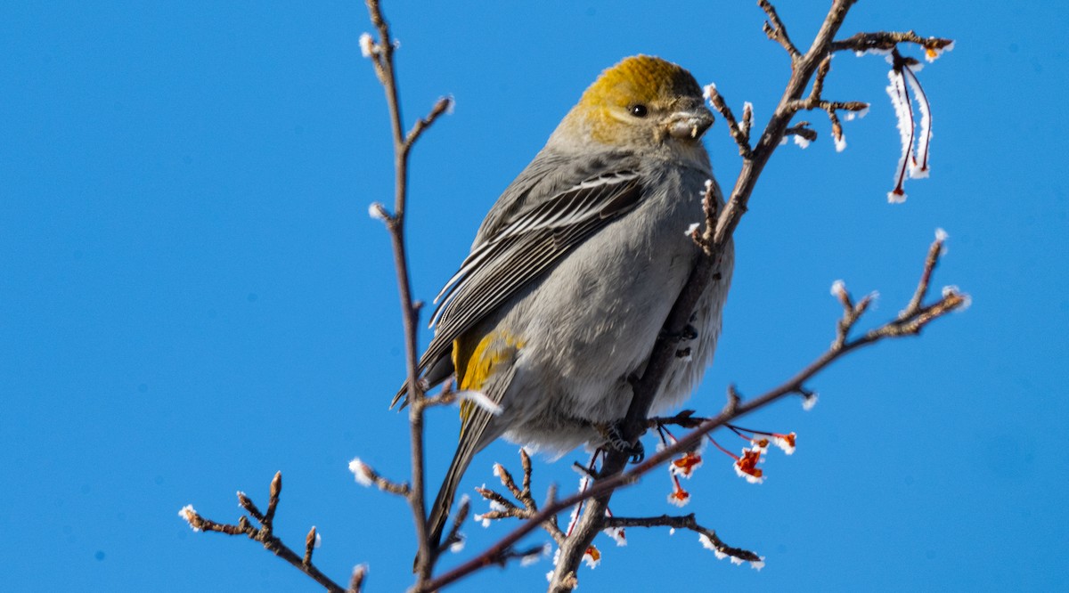 ギンザンマシコ - ML646945535