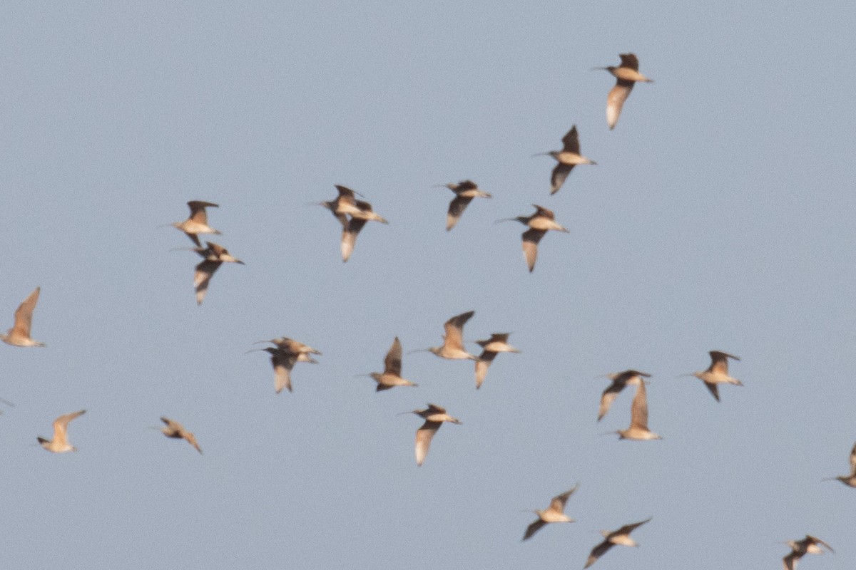 Long-billed Curlew - ML646945540