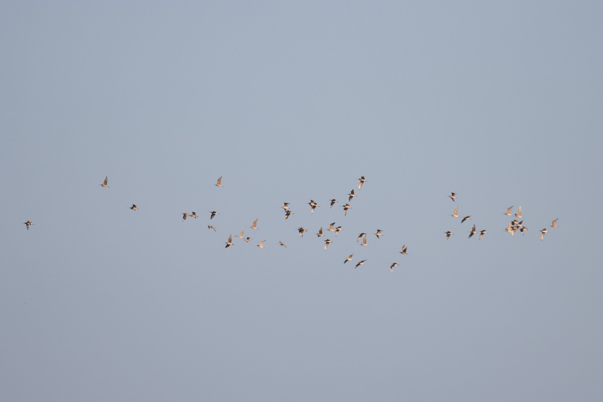 Long-billed Curlew - ML646945541