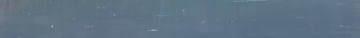 Hooded Merganser - ML646945542