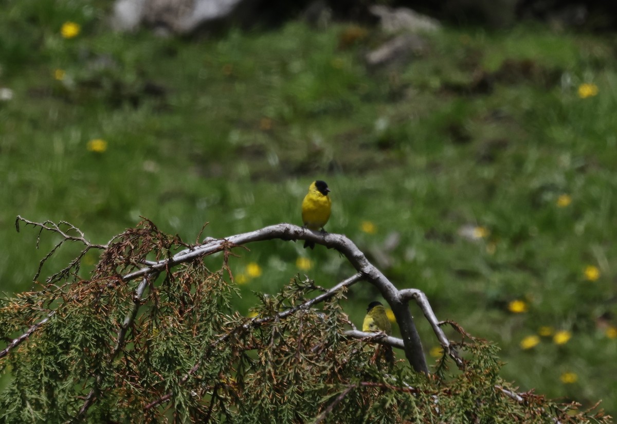 Hooded Siskin - ML646945548