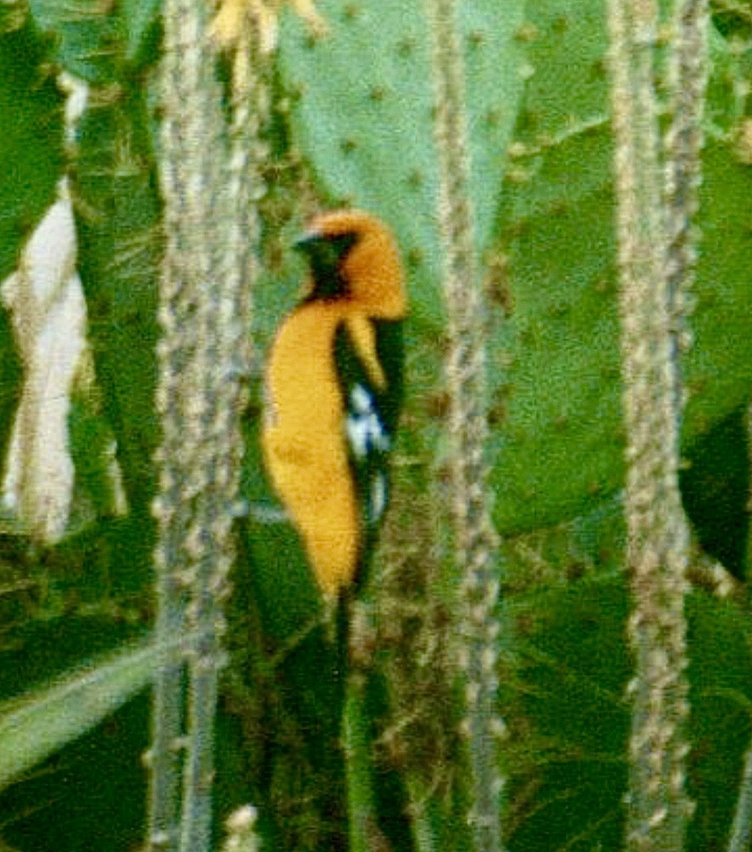 Altamira Oriole - ML646945550