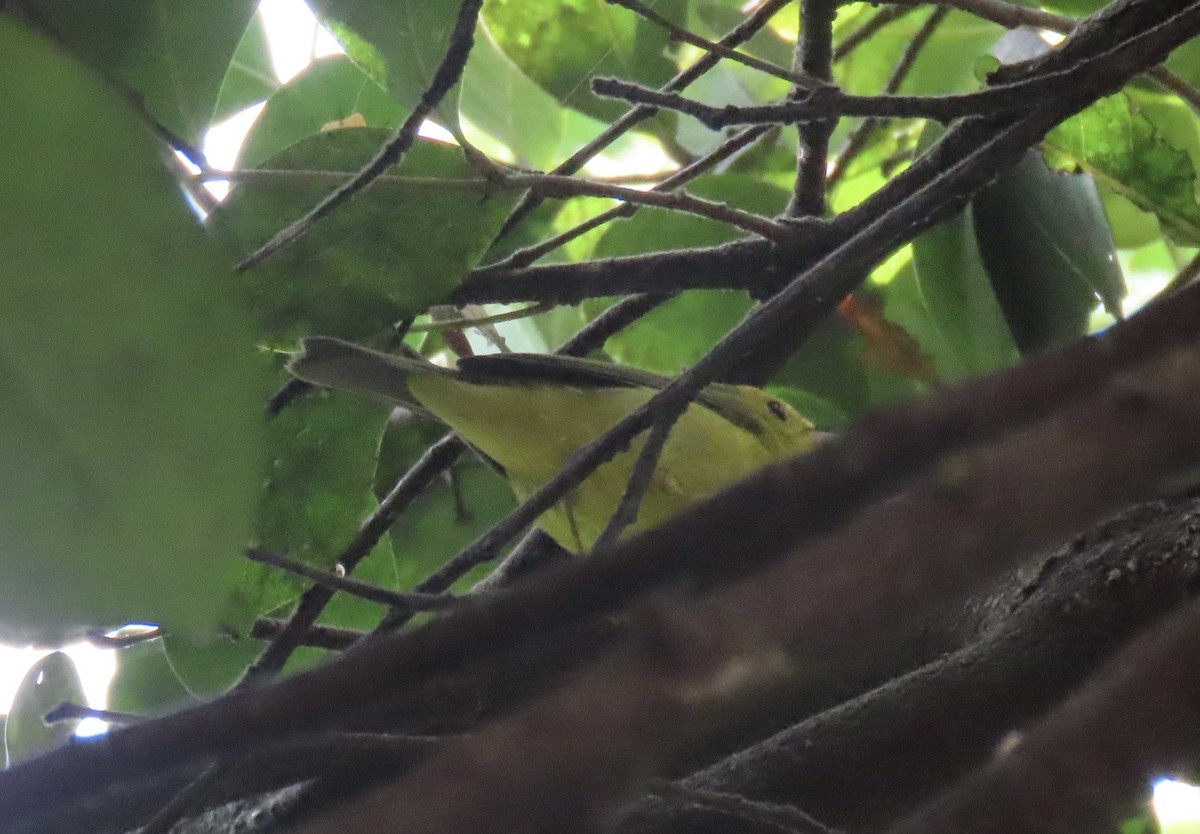 Wilson's Warbler - ML646945551