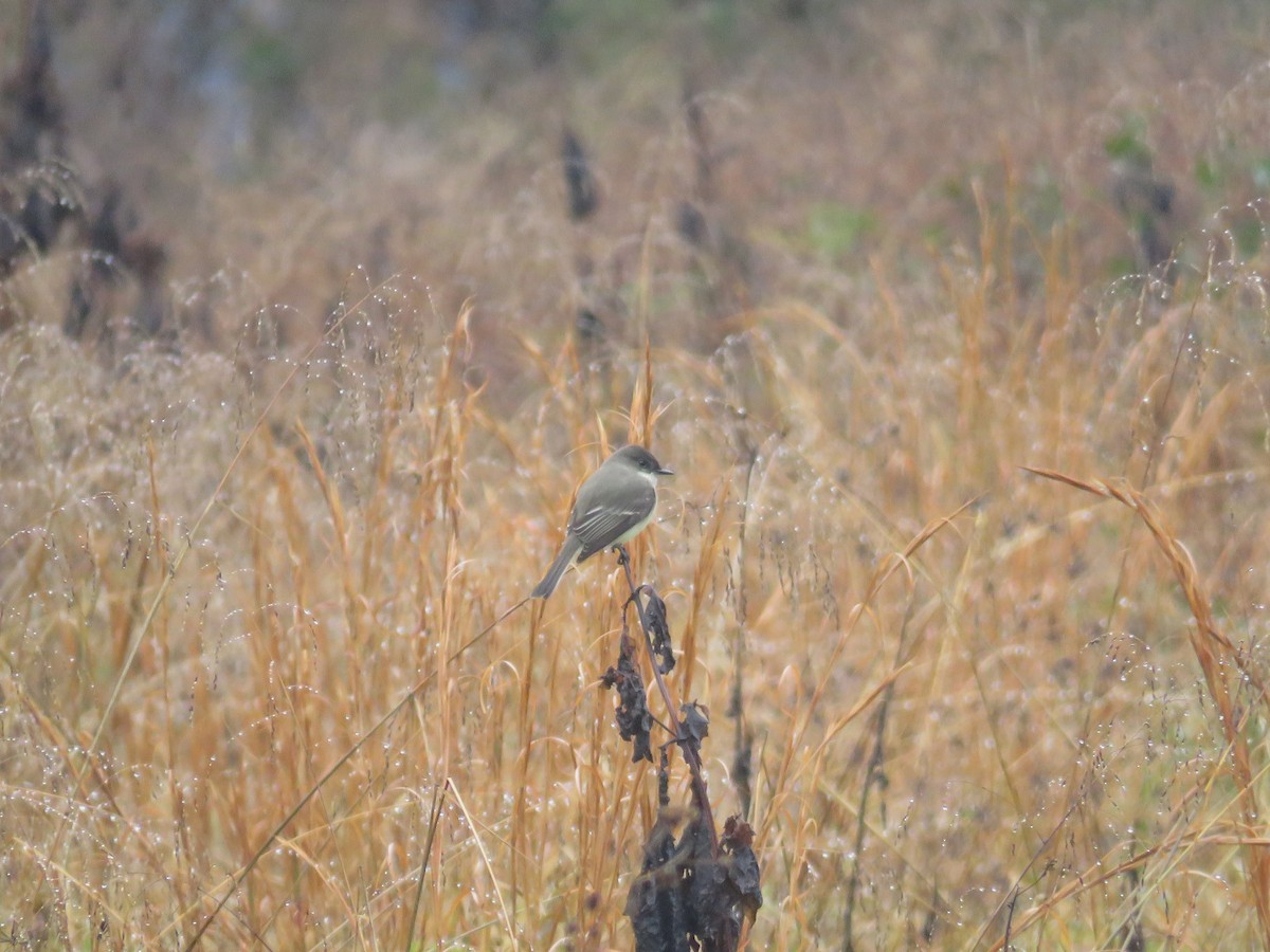 Eastern Phoebe - ML646945554