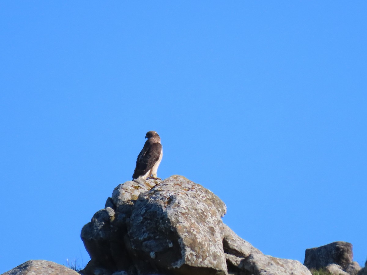 Red-tailed Hawk - ML646945555