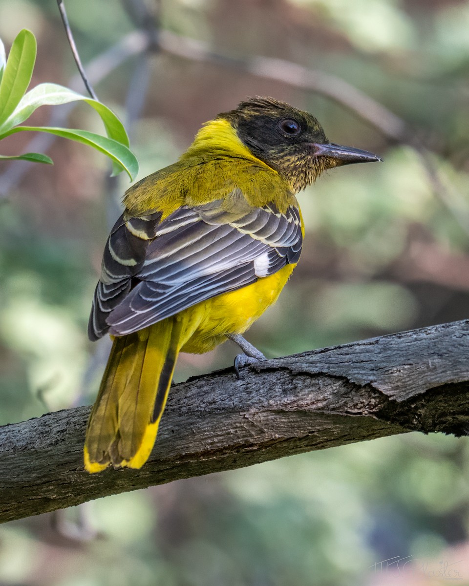 Loriot masqué - ML646945556