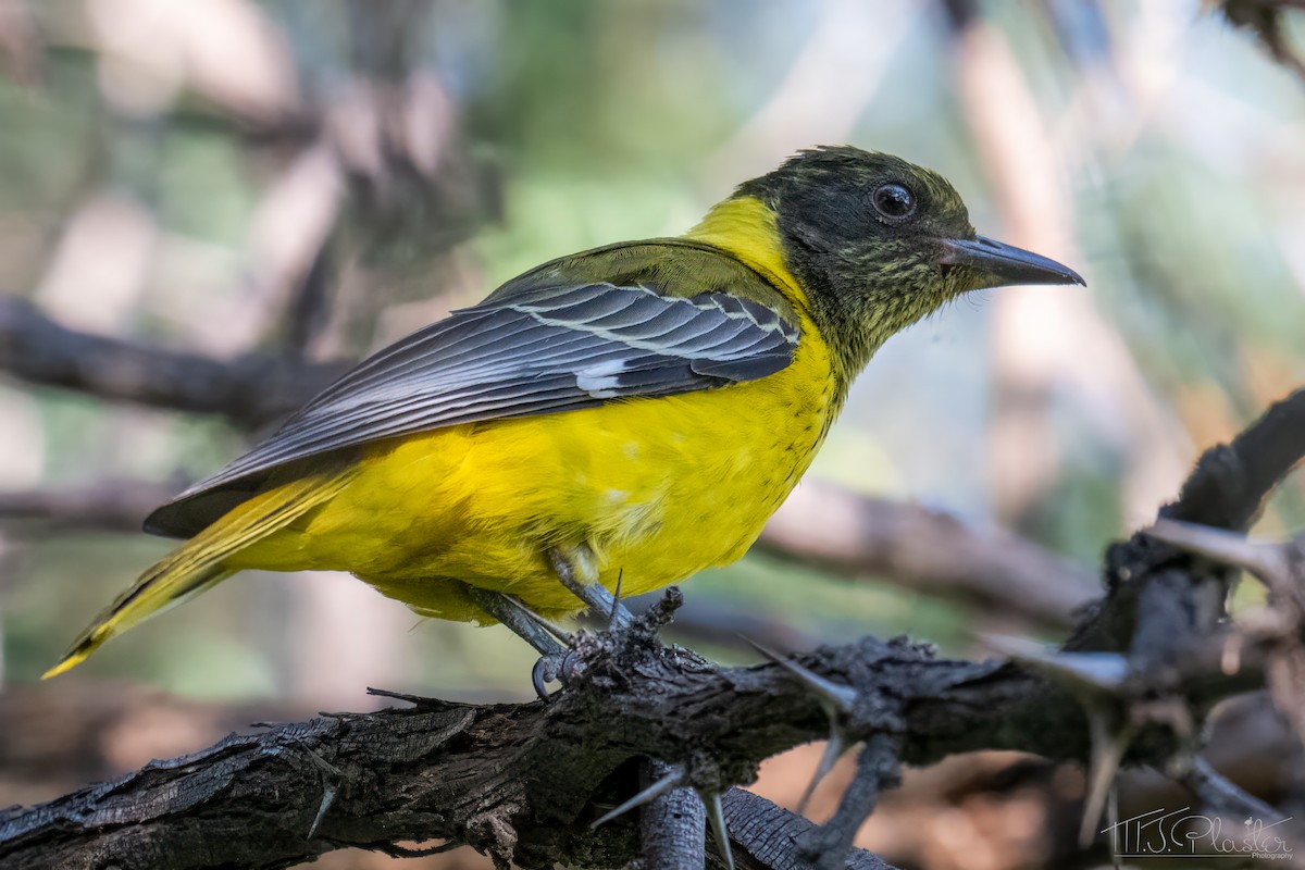 Loriot masqué - ML646945557