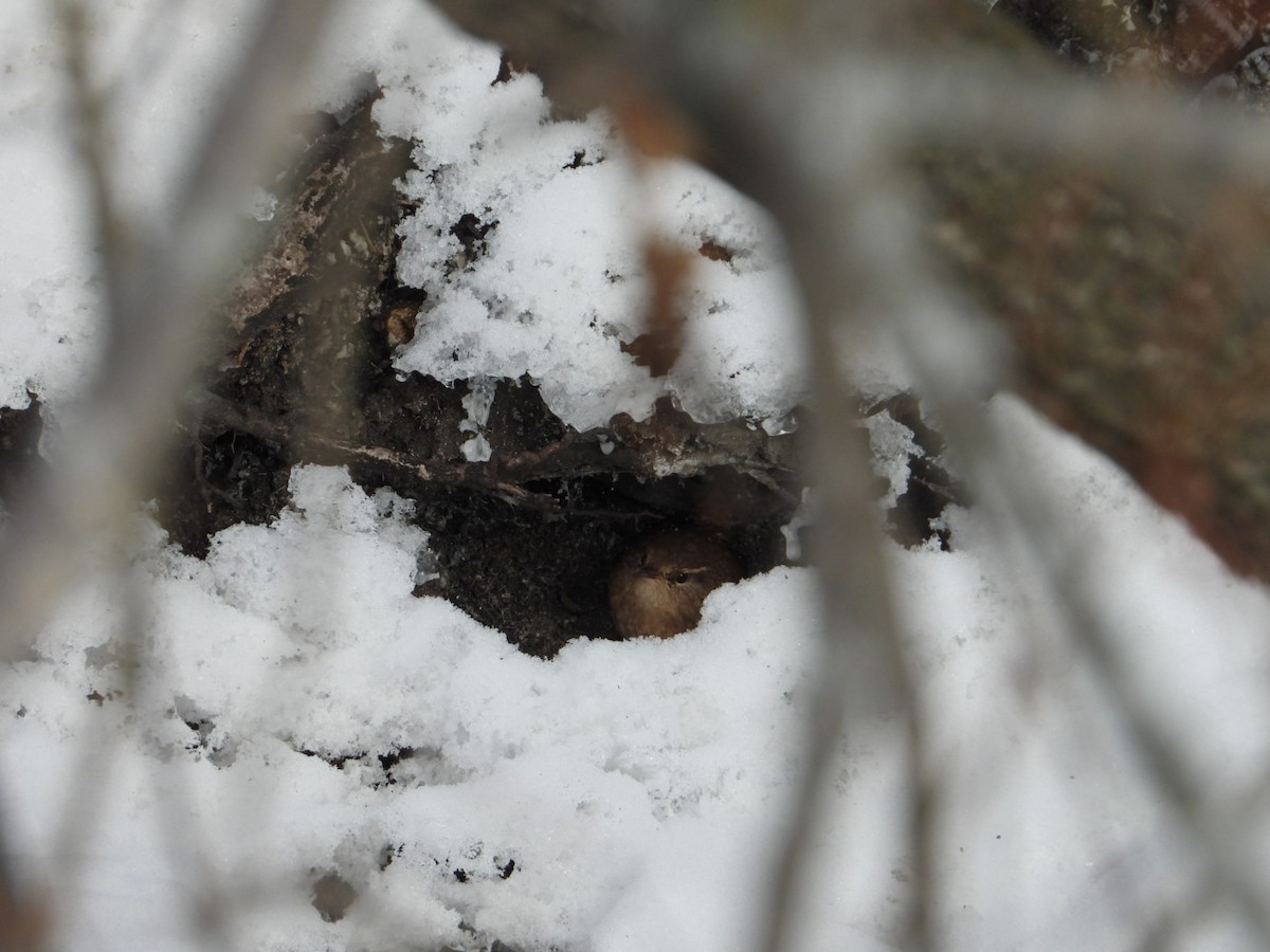 střízlík kanadský - ML646945560