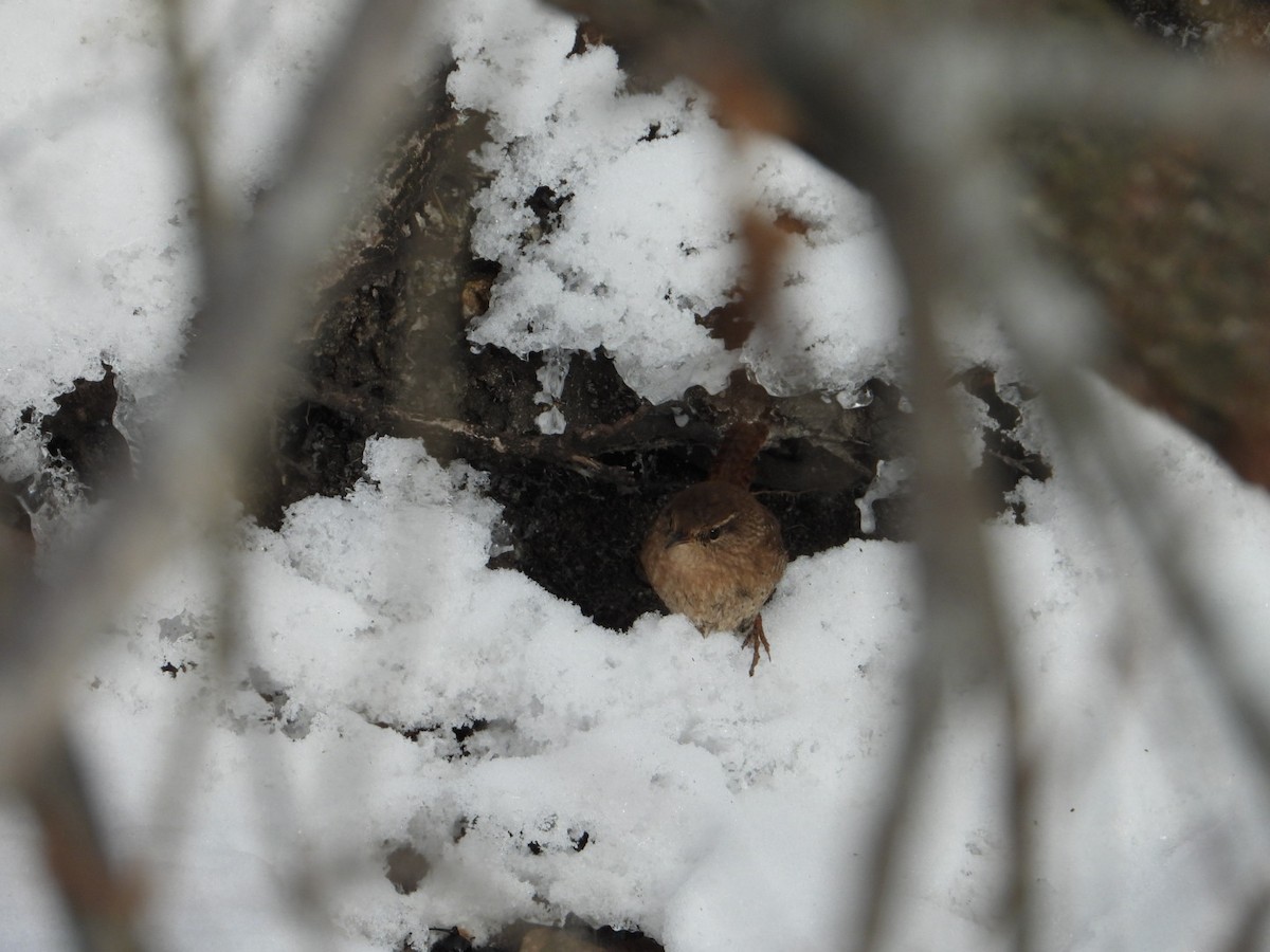 střízlík kanadský - ML646945561