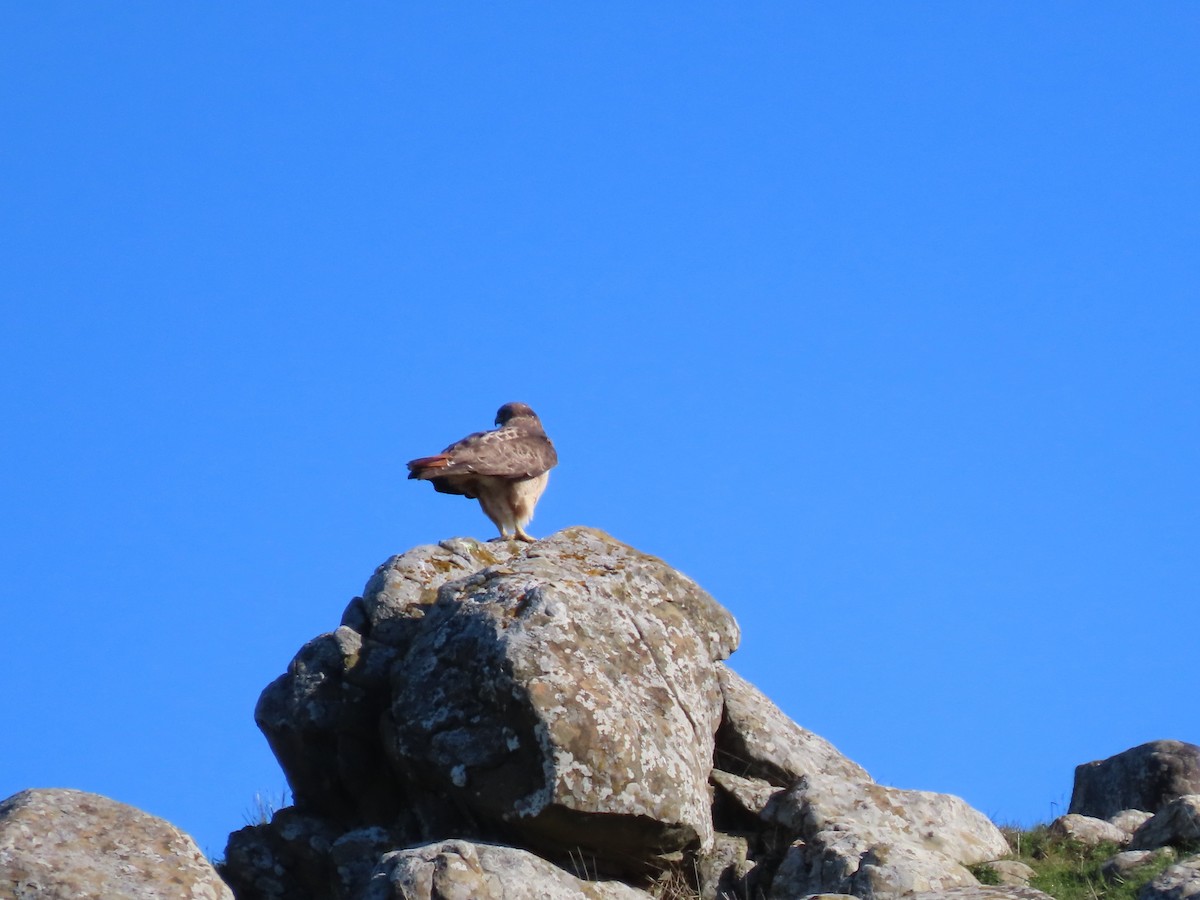Red-tailed Hawk - ML646945562