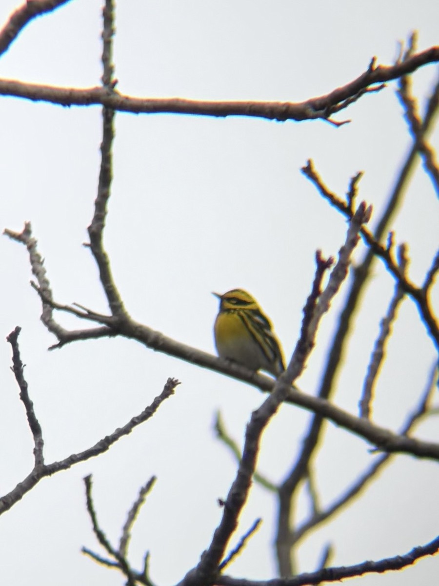 Townsend's Warbler - ML646945563
