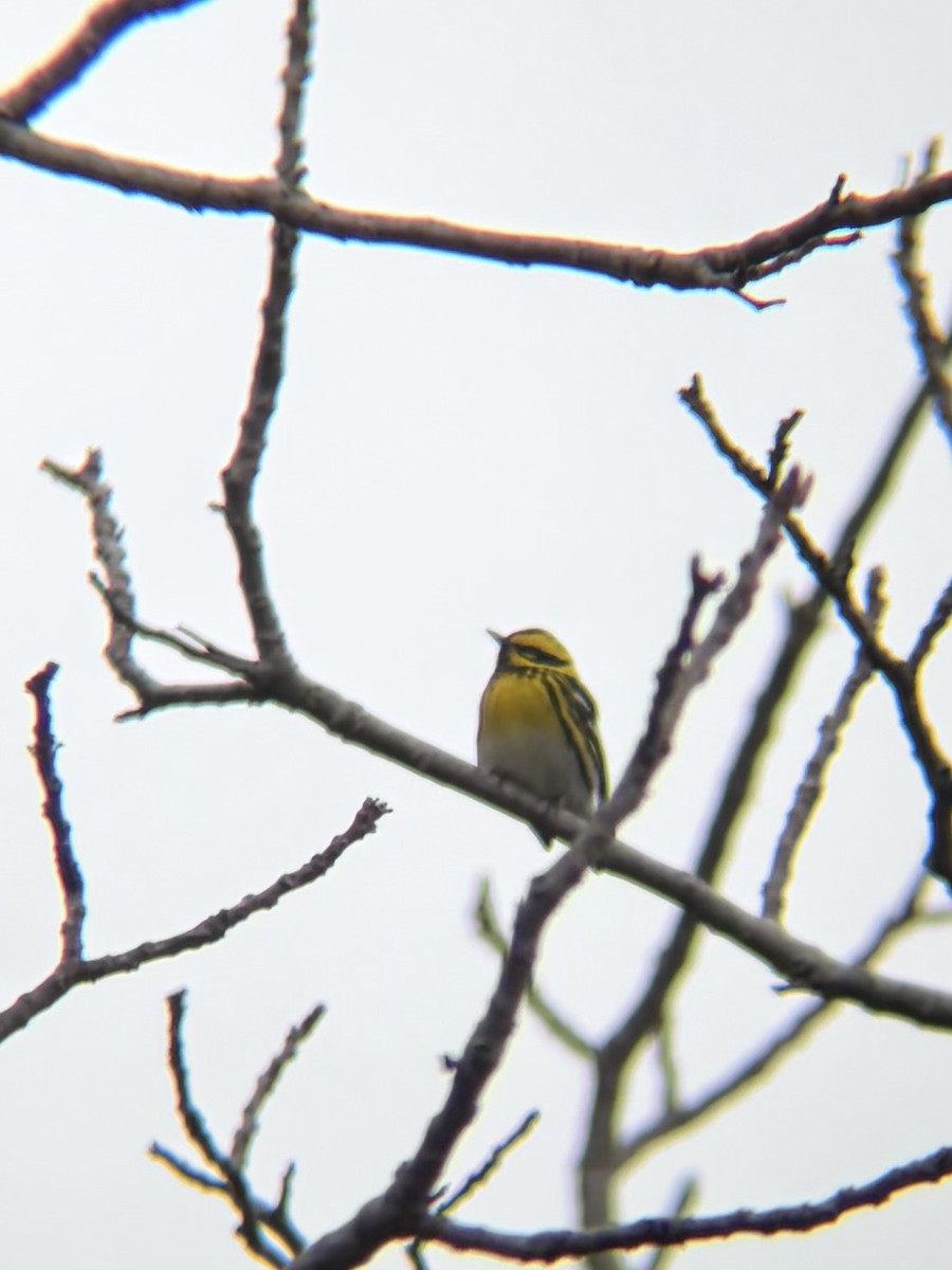 Townsend's Warbler - ML646945564