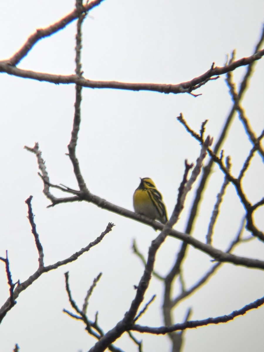 Townsend's Warbler - ML646945565