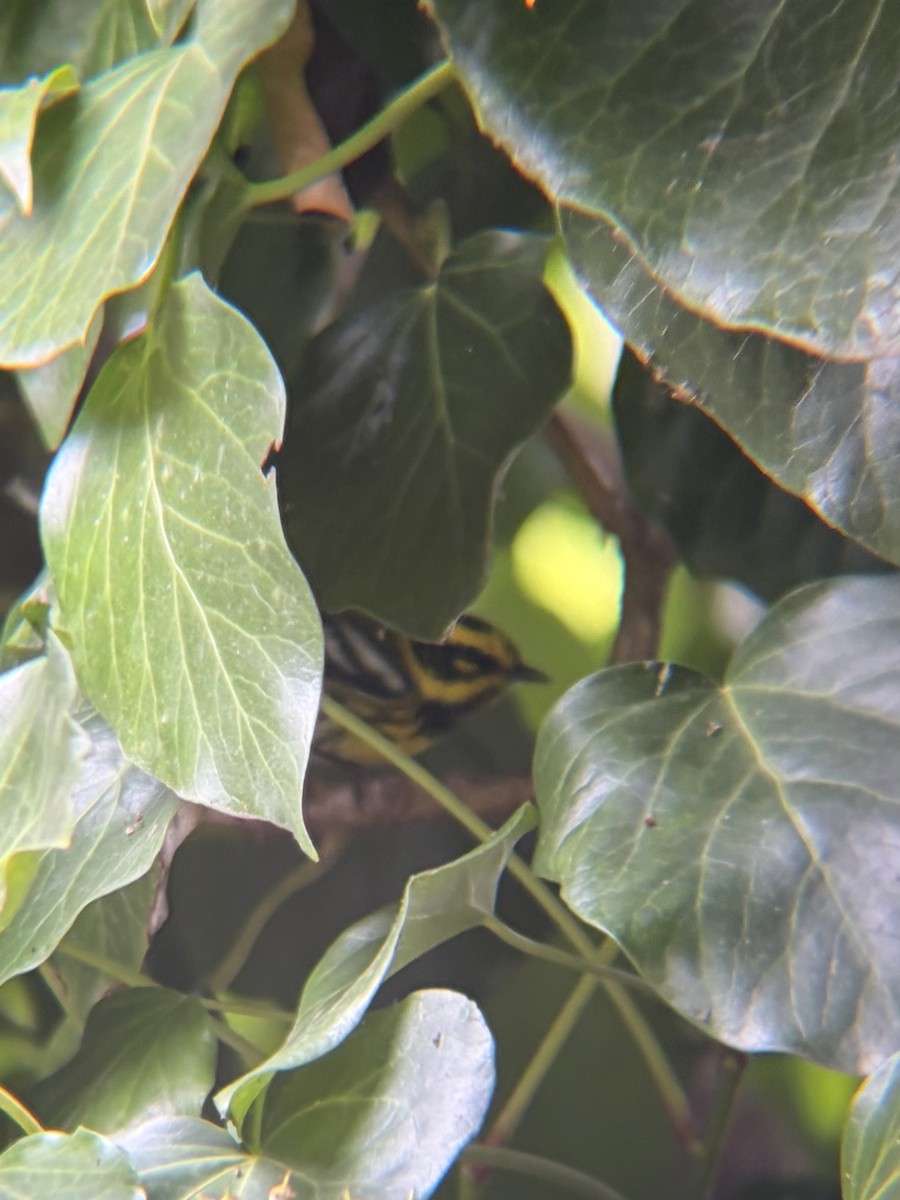 Townsend's Warbler - ML646945566