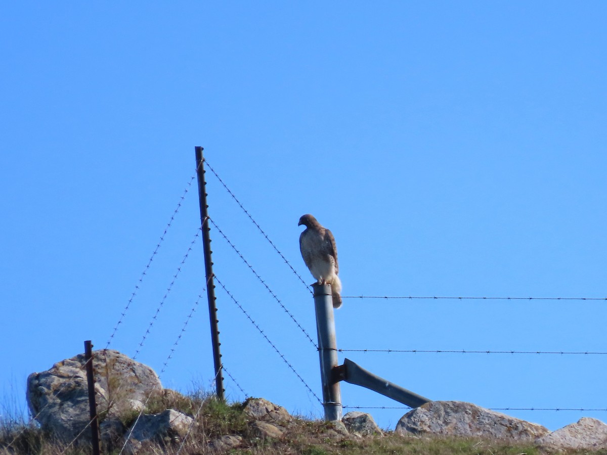 Red-tailed Hawk - ML646945568
