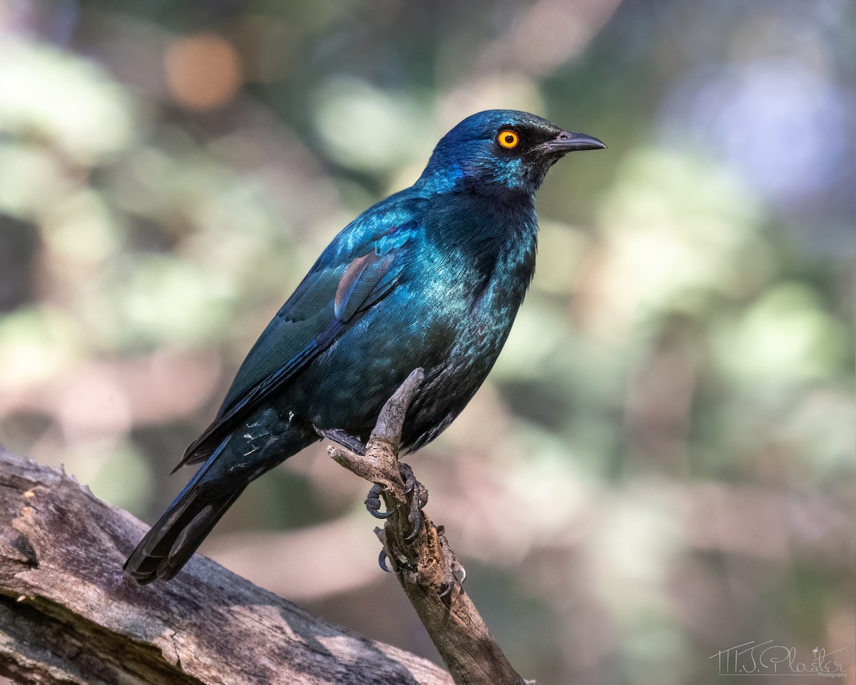 Choucador à épaulettes rouges - ML646945569