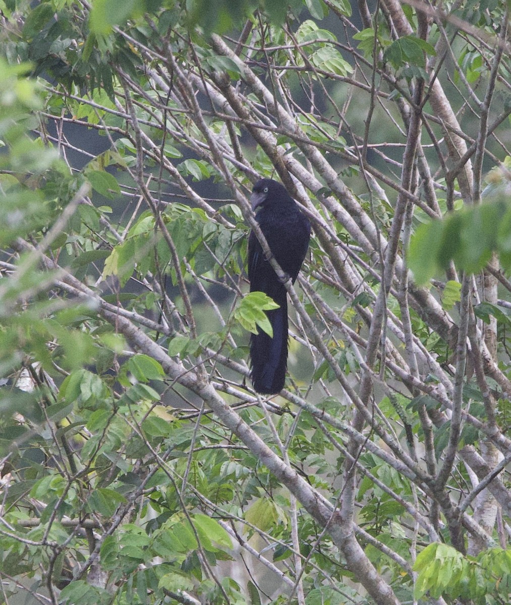 Greater Ani - ML646945570