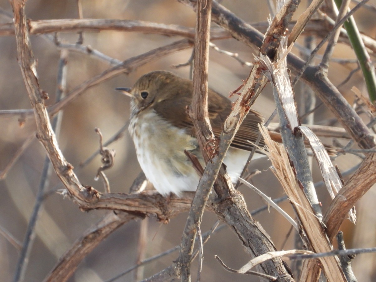 Hermit Thrush - ML646945574