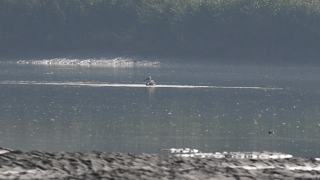 卷羽鵜鶘 - ML646945577