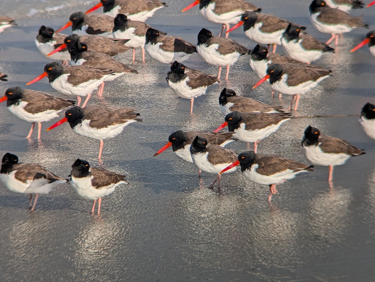 American Oystercatcher - ML646945578