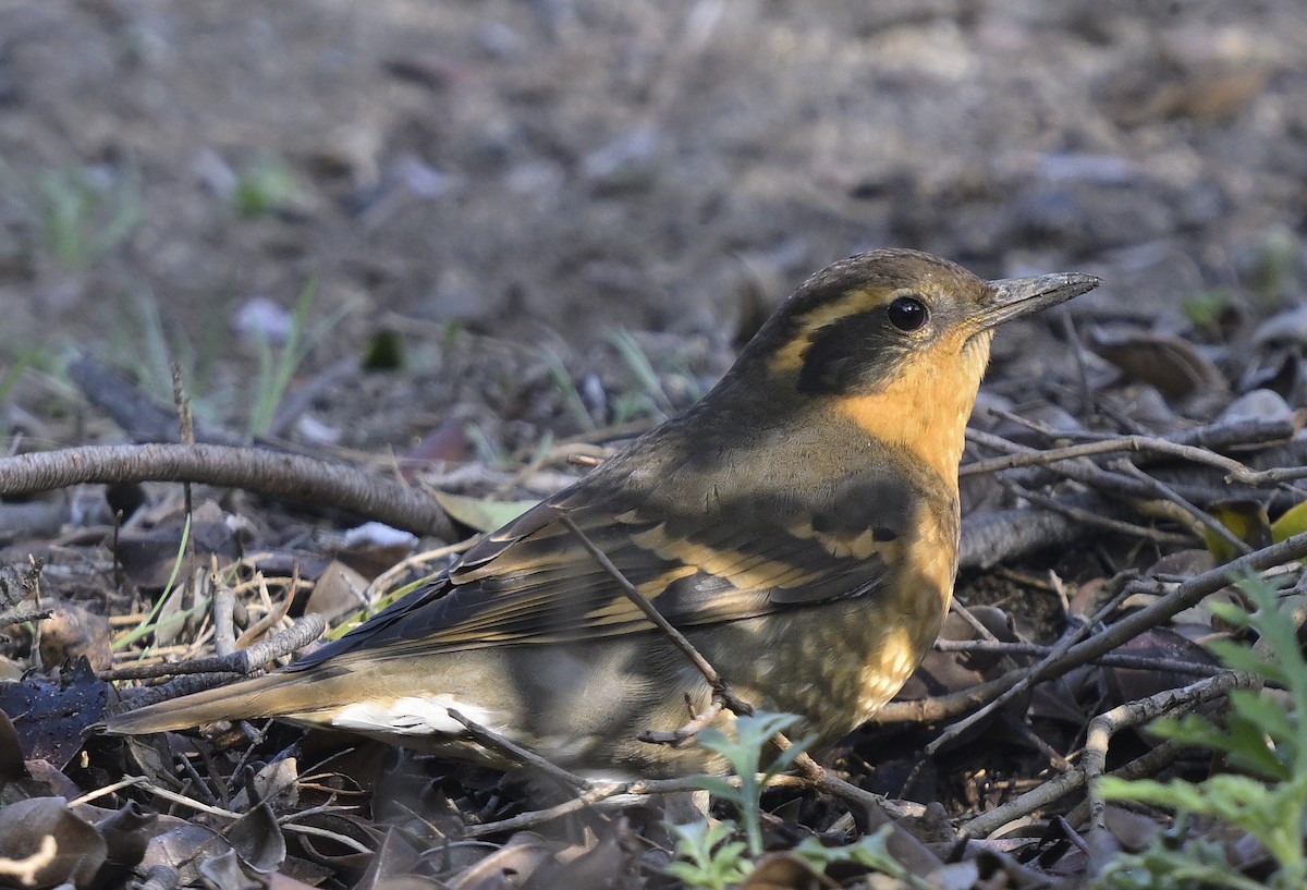 Varied Thrush - ML646945580