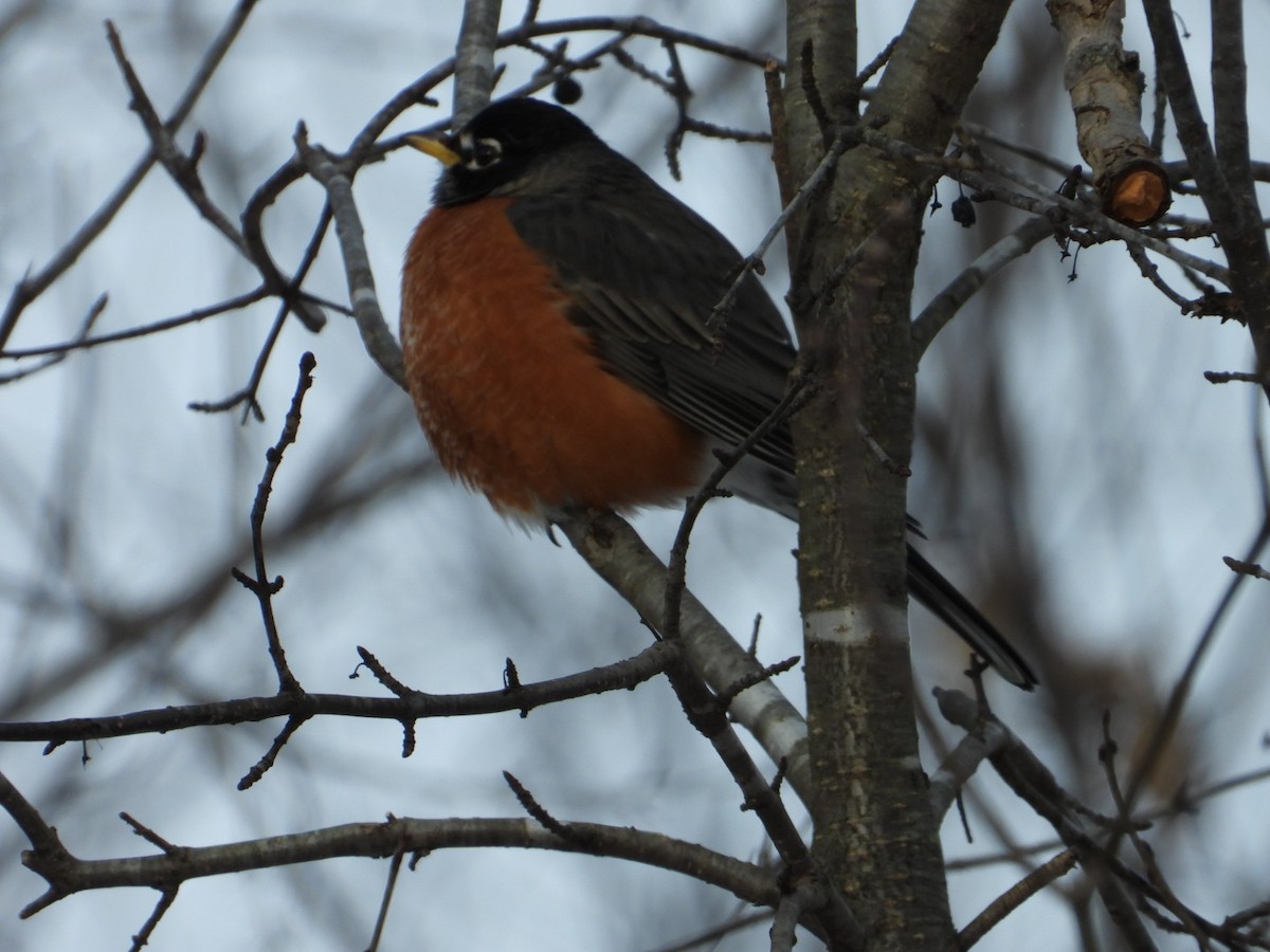 American Robin - ML646945581