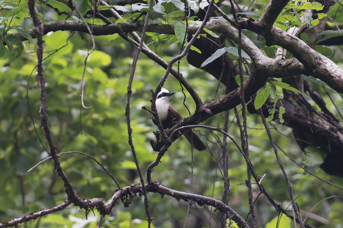 White-crested Laughingthrush - ML646945585